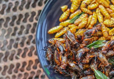 Los insectos, una nueva fuente de proteínas seguras, saludables y sostenibles