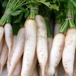 Radish-Daikon